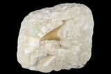 Otodus Shark Tooth Fossil in Rock - Eocene #174172-1